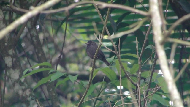Sooty Grassquit - ML201713321
