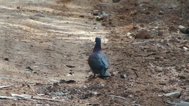 Pigeon rousset - ML201713361