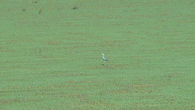 Squacco Heron - ML201713431