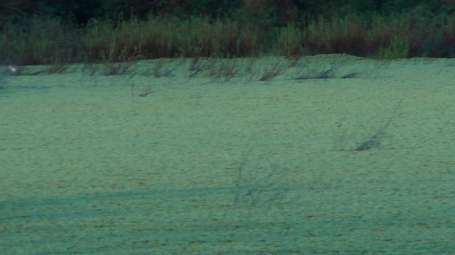 Squacco Heron - ML201713461