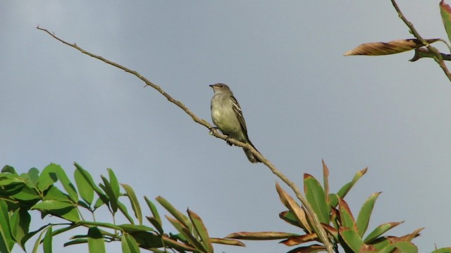 Noronha Elaenia - ML201713491