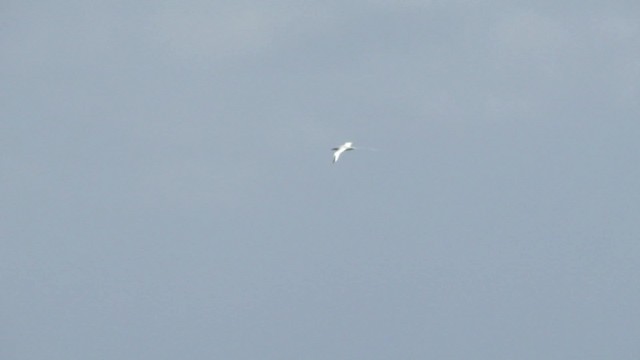 Red-billed Tropicbird - ML201713511