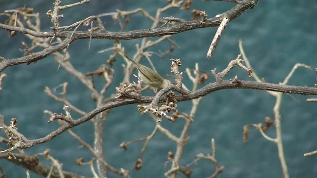 Noronha Vireo - ML201713541