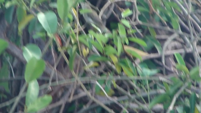 Noronha Vireo - ML201713551