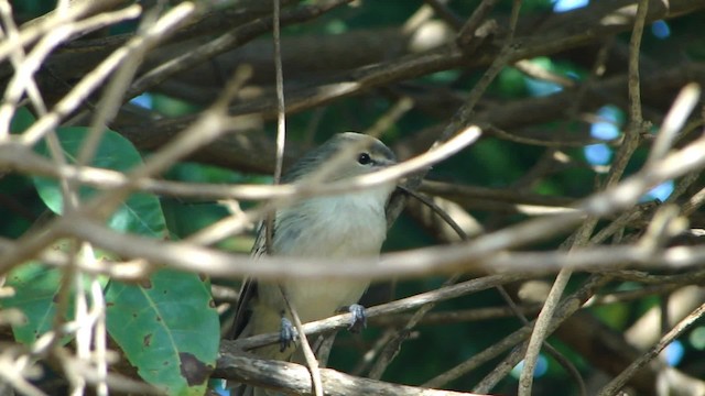 Noronha Vireo - ML201713561