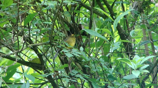 Yellow-striped Brushfinch - ML201713591