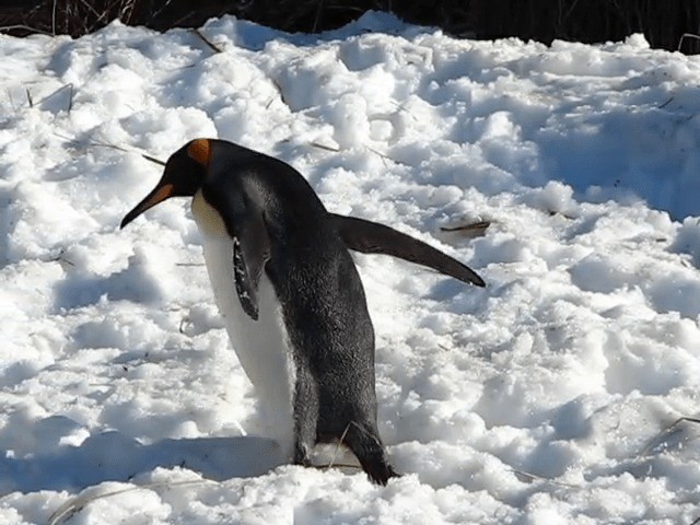 King Penguin - ML201713651