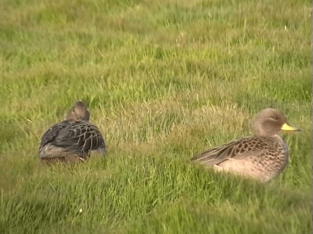 Yellow-billed Teal (flavirostris) - ML201713781