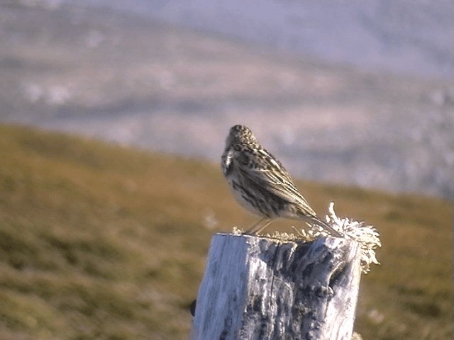 Correndera Pipit (Falklands) - ML201713801