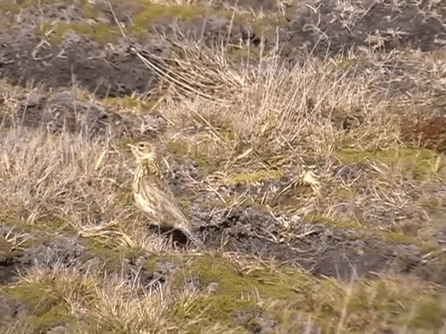 Correndera Pipit (Falklands) - ML201713811