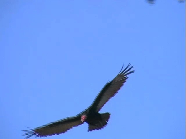 Turkey Vulture (South Temperate) - ML201713911