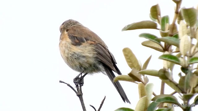 Rufous-breasted Chat-Tyrant - ML201713921