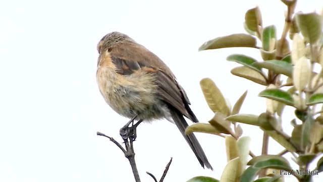 ムネアカヒタキタイランチョウ - ML201713921