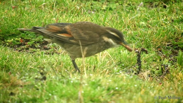 Chestnut-winged Cinclodes - ML201713931