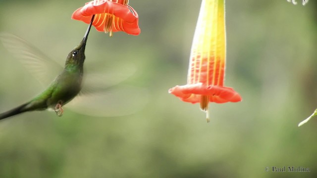 Sword-billed Hummingbird - ML201714051