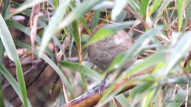 Mouse-colored Thistletail - ML201714061