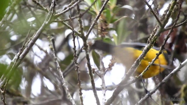 Tangara Lacrimosa (grupo palpebrosus) - ML201714071