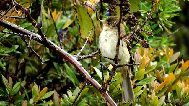 White-crested Elaenia (White-crested) - ML201714111