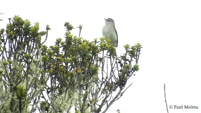 Tawny-rumped Tyrannulet - ML201714121