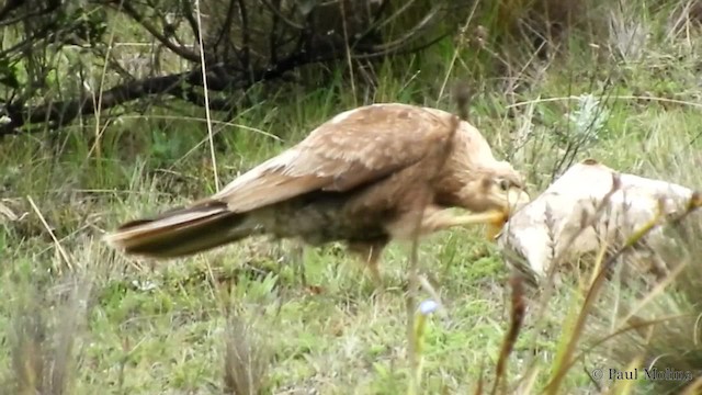 Caracara montagnard - ML201714141