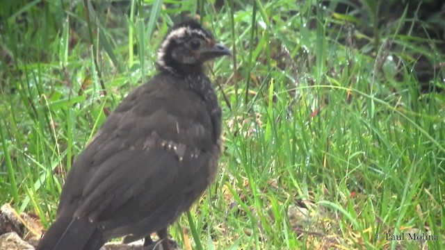 Bearded Guan - ML201714151