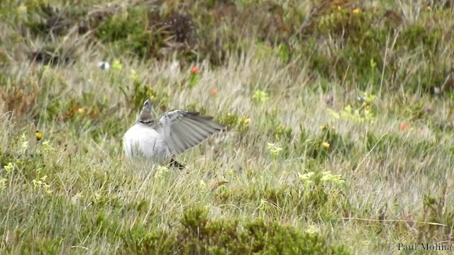 Dormilona Gris - ML201714221