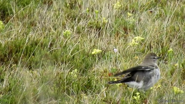 Dormilon à grands sourcils - ML201714231