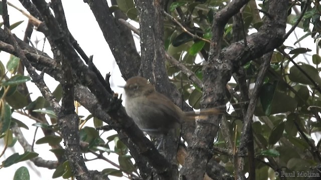 ネズミトゲオカマドドリ - ML201714281