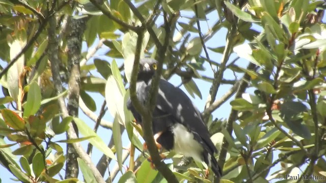 White-rumped Hawk - ML201714341