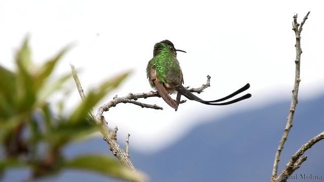 Black-tailed Trainbearer - ML201714351