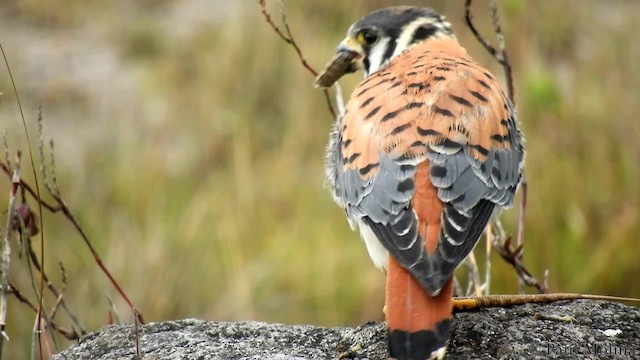 American Kestrel (South American) - ML201714371