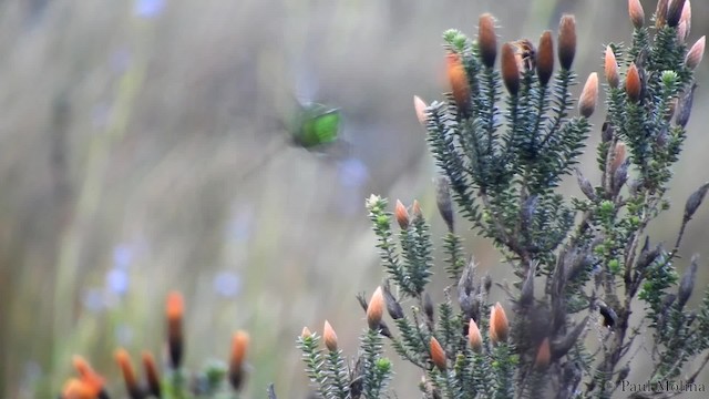 Colibrí Colilargo Mayor - ML201714401