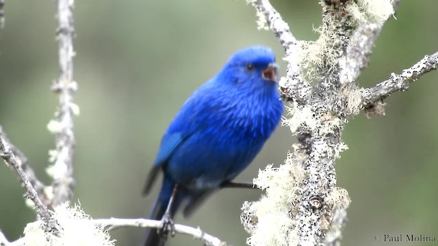 Xénodacnis mésange (petersi/bella) - ML201714411