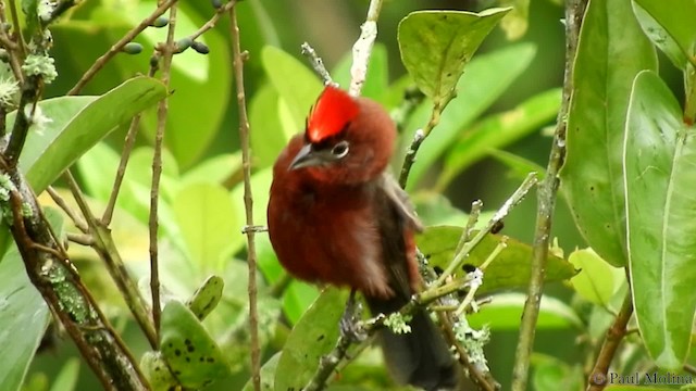 Red-crested Finch - ML201714481