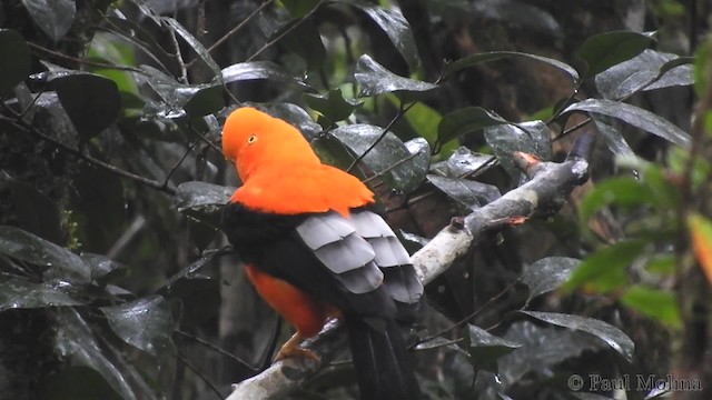 Andean Cock-of-the-rock - ML201714501