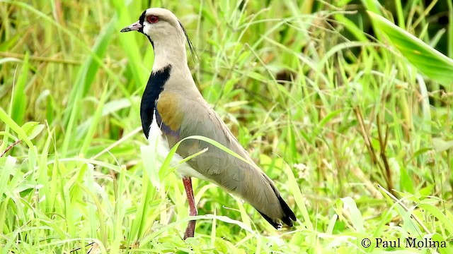 čejka jihoamerická (ssp. cayennensis) - ML201714521