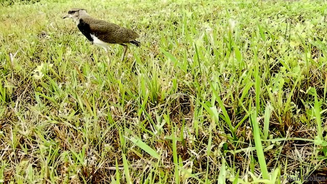 Southern Lapwing (cayennensis) - ML201714561