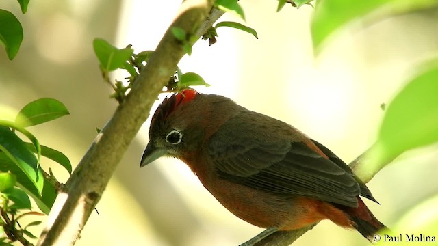 Red-crested Finch - ML201714571