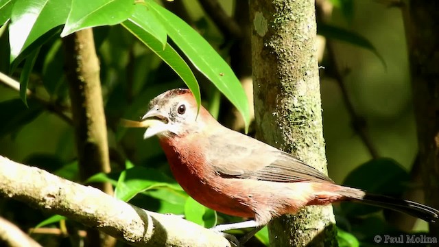 Red-crested Finch - ML201714591