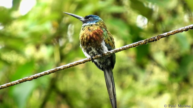 Purplish Jacamar - ML201714641