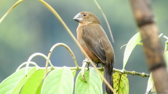 Black-billed Seed-Finch - ML201714661