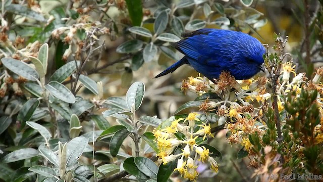 Xénodacnis mésange (petersi/bella) - ML201714721