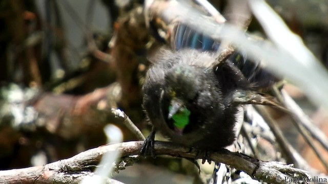 kolibřík modropláštíkový - ML201714731