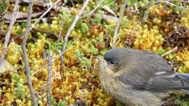 Tit-like Dacnis (petersi/bella) - ML201714741