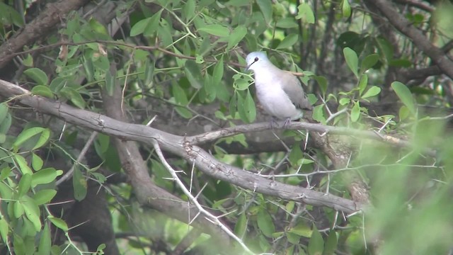 Black-billed Wood-Dove - ML201714771