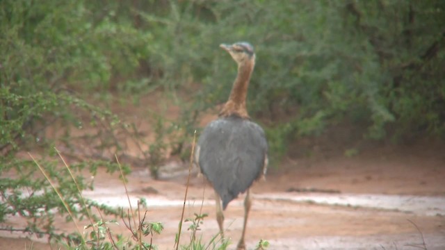 Denham's Bustard (Denham's) - ML201714781