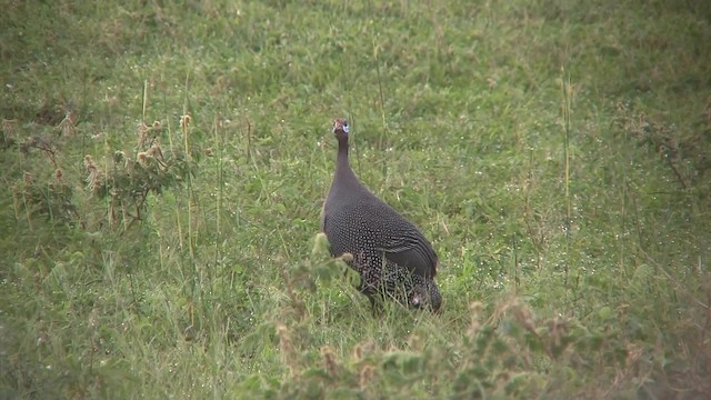 Helmeted Guineafowl (Helmeted) - ML201714791