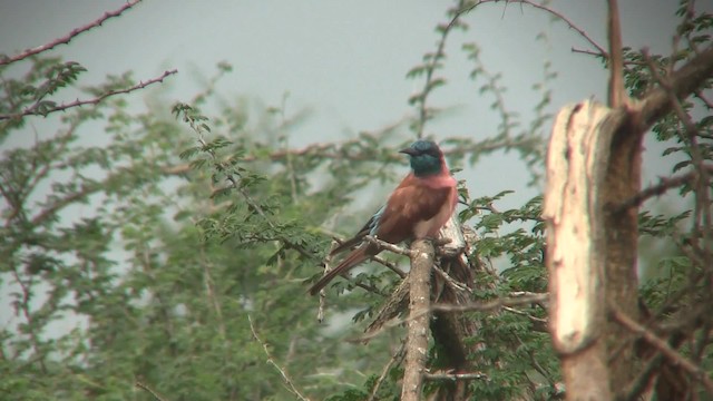 Northern Carmine Bee-eater - ML201714801