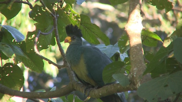 Turaco Gigante - ML201714841