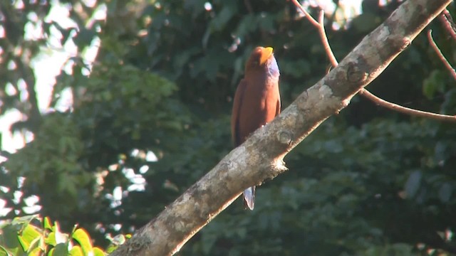 Carraca Gorjiazul - ML201714861